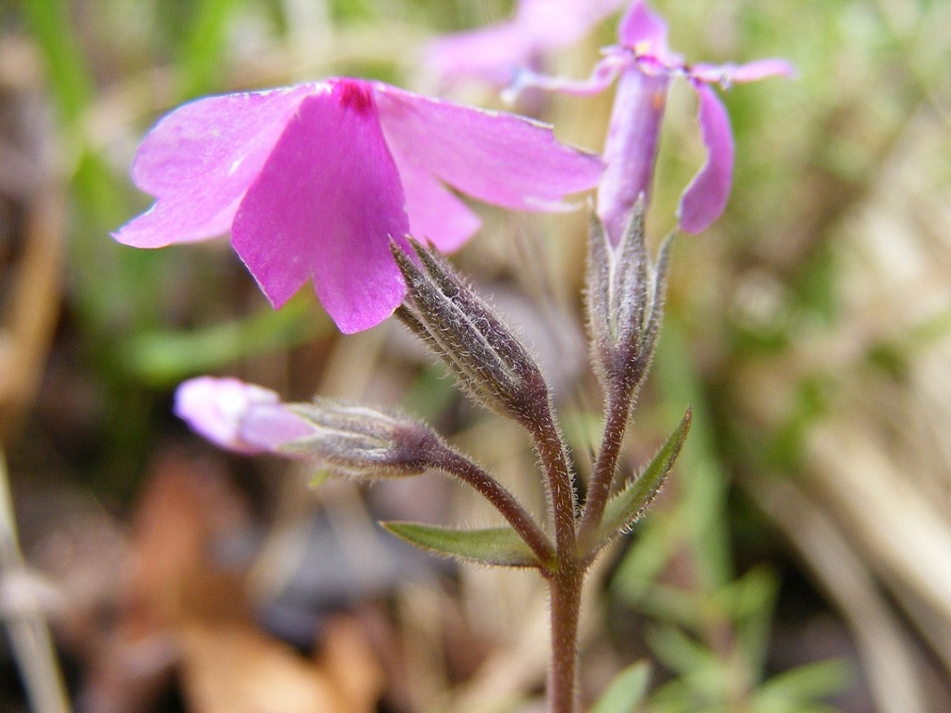 Phlox subulata